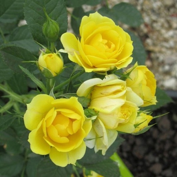 Rose Miniature Yellow - Button Rose, Button Gulab